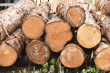 杉の素材生産量日本一